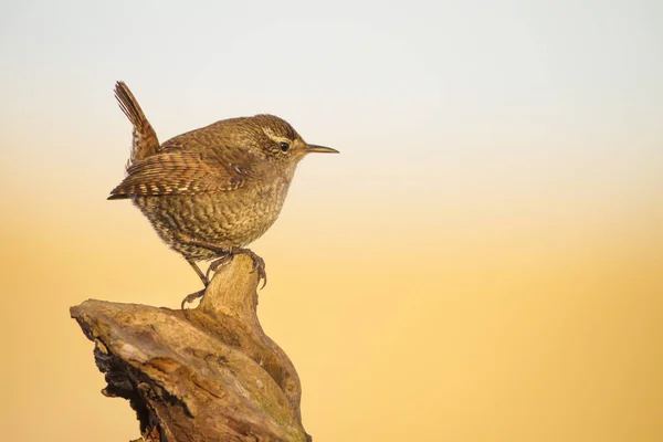 Roztomilá Ptáčku Hnědé Přirozené Pozadí Pták Eurasijský Wren Troglodyty Troglodytes — Stock fotografie