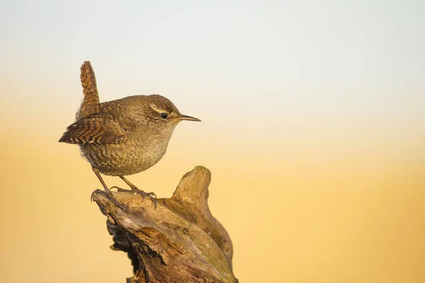 Aranyos Madár Barna Természetes Háttér Madár Eurázsiai Wren Troglodytes Troglodytes — Stock Fotó