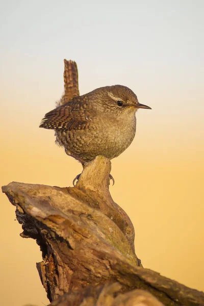 Roztomilá Ptáčku Hnědé Přirozené Pozadí Pták Eurasijský Wren Troglodyty Troglodytes — Stock fotografie