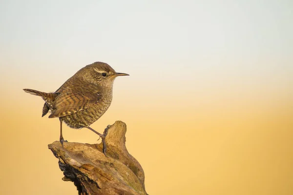 Lindo Pájaro Fondo Natural Marrón Bird Eurasian Wren Inglés Trogloditas —  Fotos de Stock