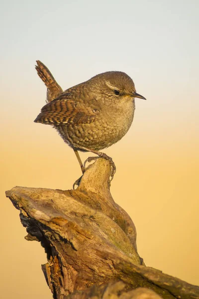 Aranyos Madár Barna Természetes Háttér Madár Eurázsiai Wren Troglodytes Troglodytes — Stock Fotó