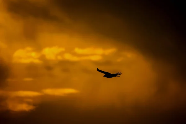 Uccello Rapace Sfondo Naturale Uccello Poiana Dalle Zampe Lunghe Scena — Foto Stock