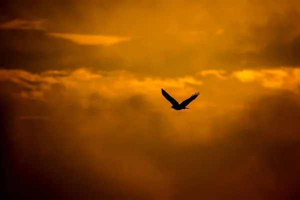 Pássaro Rapina Fundo Natureza Pássaro Buzzard Pernas Compridas Natureza Selvagem — Fotografia de Stock