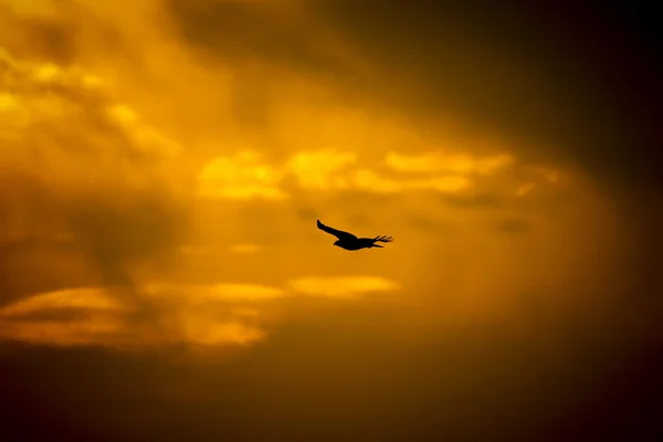 Rov Fågel Natur Bakgrund Fågel Långbent Buzzard Wild Nature Scene — Stockfoto