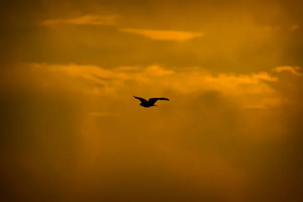 Ptak Drapieżne Tło Przyrodnicze Ptak Długi Nogi Buzzard Dzika Przyroda — Zdjęcie stockowe
