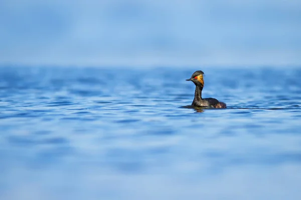 Yüzen kuş. Su arka planı. Kuş: Siyah boyunlu Grebe. Podiceps nigricollis. 