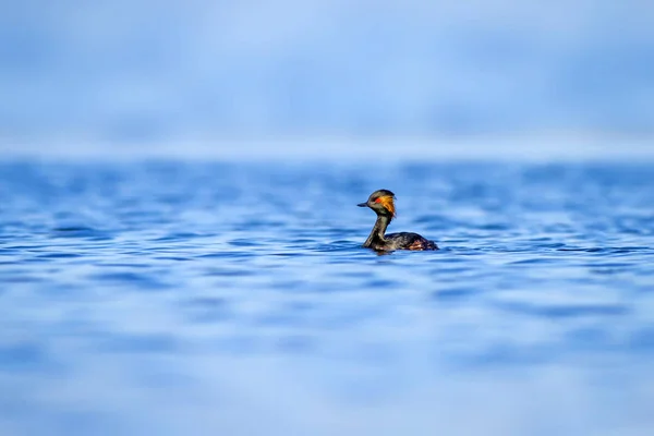 Yüzen Kuş Arka Planı Kuş Siyah Boyunlu Grebe Podiceps Nigricollis — Stok fotoğraf