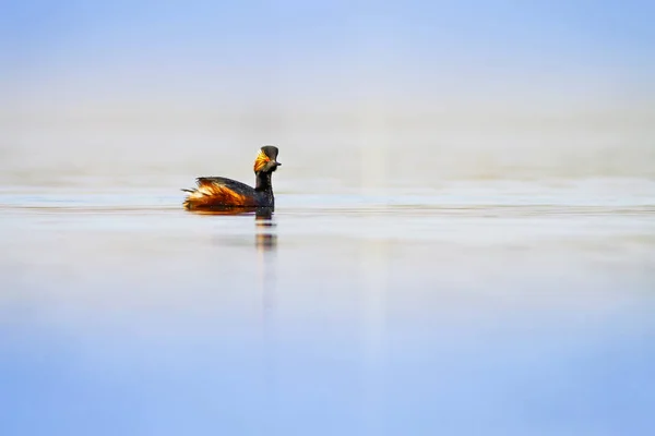Swimming bird. Water background. Bird: Black necked Grebe. Podiceps nigricollis.