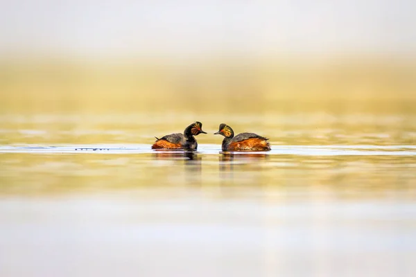 Swimming bird. Water background. Bird: Black necked Grebe. Podiceps nigricollis.