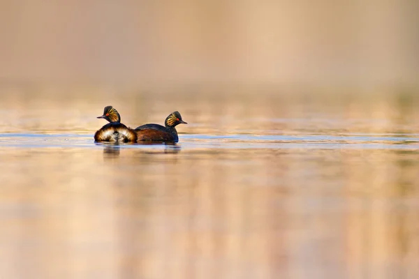 Pájaro Nadador Fondo Agua Pájaro Grebe Cuello Negro Podiceps Nigricollis — Foto de Stock