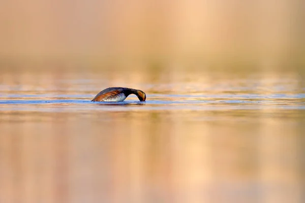 Купающаяся Птица Вода Фон Черная Шея Грэба Podiceps Nigricollis — стоковое фото