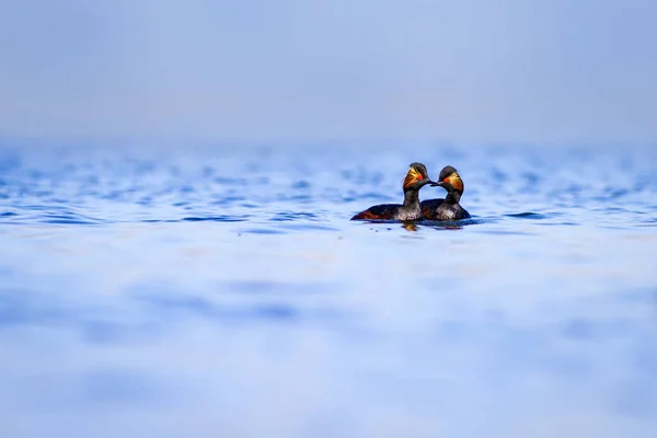 游泳鸟水背景 黑脖子格列比 波迪斯尼科利斯 — 图库照片