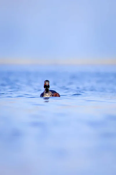 游泳鸟水背景 黑脖子格列比 波迪斯尼科利斯 — 图库照片