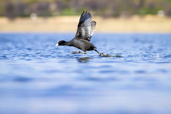 Fighting birds. Blue lake water background. Bird: Eurasian Coot Fulica atra.