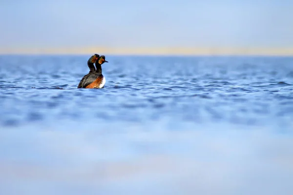 Pássaro Nadador Fundo Água Grebe Pescoço Preto Podiceps Nigricollis — Fotografia de Stock