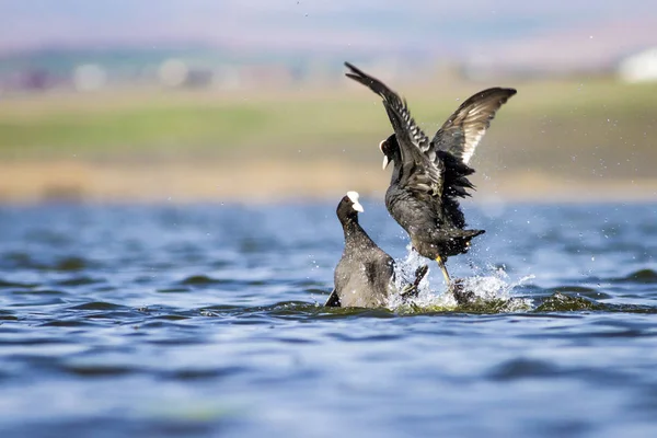 Kuşlarla savaşmak. Mavi göl su arka plan. Kuş: Avrasya Coot Fulica atra.