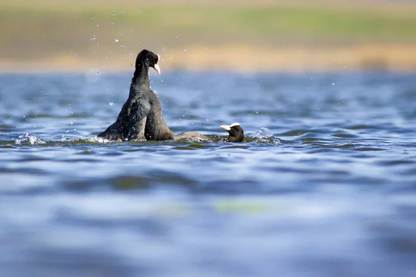 Pájaros Peleadores Fondo Agua Azul Lago Aves Eurasiática Coot Fulica — Foto de Stock