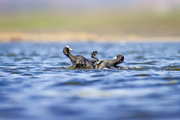 Vechten Vogels Blue Lake Water Achtergrond Vogel Euraziatische Coot Fulica — Stockfoto