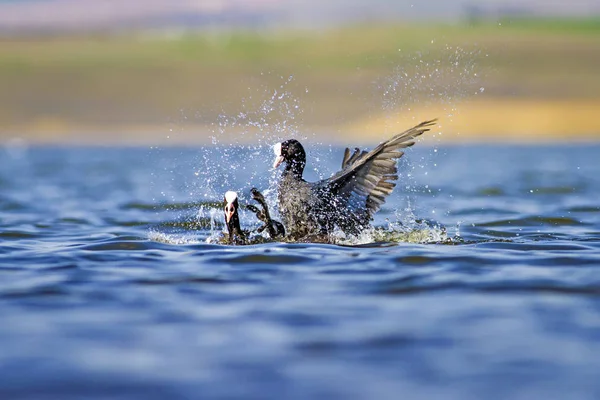 Боевые Птицы Голубой Водный Фон Озера Птица Eurasian Coot Fulica — стоковое фото