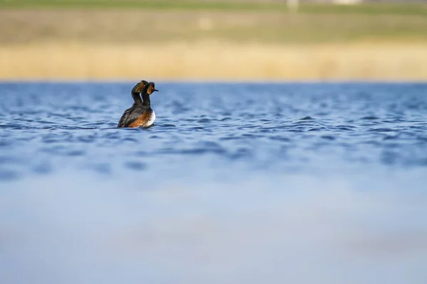 Swimming bird. Water background. Bird: Black necked Grebe. Podiceps nigricollis.
