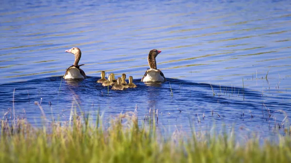 Goose Familj Blue Gree Lake Habitat Bakgrund Fåglar Grågås Anser — Stockfoto