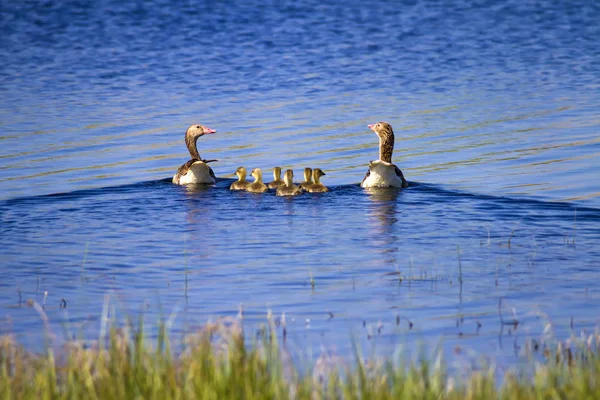 Goose family. Blue gree lake habitat background. Birds: Greylag Goose. Anser anser.