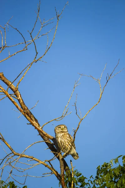 Küçük baykuş. Kış doğa arka plan. Kuş: Küçük Baykuş. Atene noktua.