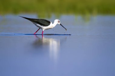 Sevimli su kuşu. Siyah kanatlı Stilt. Renkli doğa habitat arka plan. Siyah kanatlı Stilt Himantopus himantopus.