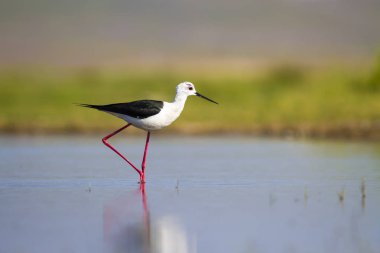 Sevimli su kuşu. Siyah kanatlı Stilt. Renkli doğa habitat arka plan. Siyah kanatlı Stilt Himantopus himantopus.