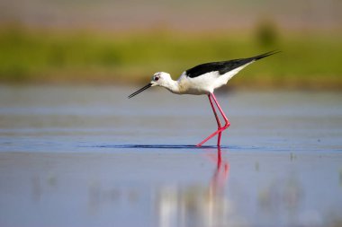 Sevimli su kuşu. Siyah kanatlı Stilt. Renkli doğa habitat arka plan. Siyah kanatlı Stilt Himantopus himantopus.