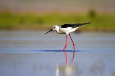 Sevimli su kuşu. Siyah kanatlı Stilt. Renkli doğa habitat arka plan. Siyah kanatlı Stilt Himantopus himantopus.