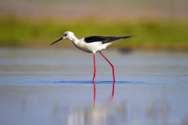 Sevimli su kuşu. Siyah kanatlı Stilt. Renkli doğa habitat arka plan. Siyah kanatlı Stilt Himantopus himantopus.