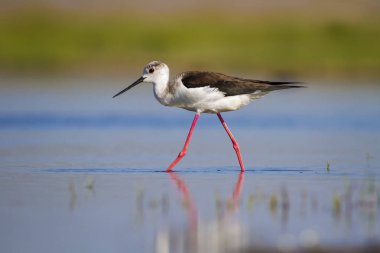 Sevimli su kuşu. Siyah kanatlı Stilt. Renkli doğa habitat arka plan. Siyah kanatlı Stilt Himantopus himantopus.