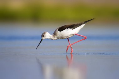 Sevimli su kuşu. Siyah kanatlı Stilt. Renkli doğa habitat arka plan. Siyah kanatlı Stilt Himantopus himantopus.