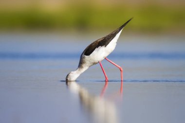 Sevimli su kuşu. Siyah kanatlı Stilt. Renkli doğa habitat arka plan. Siyah kanatlı Stilt Himantopus himantopus.