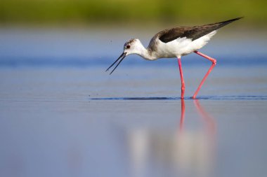 Sevimli su kuşu. Siyah kanatlı Stilt. Renkli doğa habitat arka plan. Siyah kanatlı Stilt Himantopus himantopus.