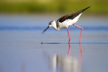 Sevimli su kuşu. Siyah kanatlı Stilt. Renkli doğa habitat arka plan. Siyah kanatlı Stilt Himantopus himantopus.