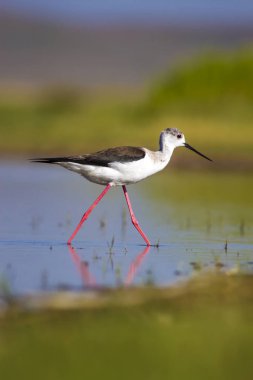 Sevimli su kuşu. Siyah kanatlı Stilt. Renkli doğa habitat arka plan. Siyah kanatlı Stilt Himantopus himantopus.
