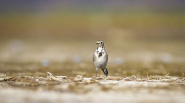 Su ve kuşlar. Kuşlar yaşam. Su doğa habitat arka plan.  