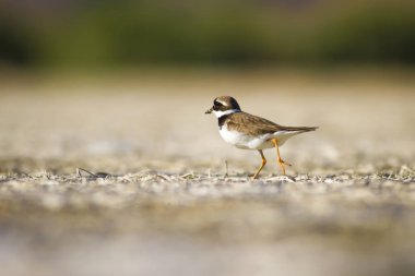 Sevimli küçük kuş. Doğa su habitat arka plan. Kuş: Küçük Halkalı Yağmurcun. Charadrius dubius.