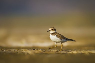 Sevimli küçük kuş. Doğa su habitat arka plan. Kuş: Küçük Halkalı Yağmurcun. Charadrius dubius.