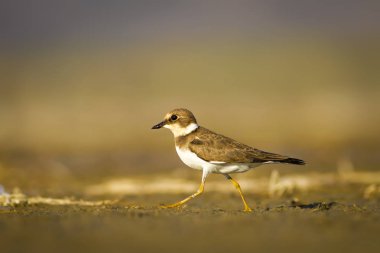Sevimli küçük kuş. Doğa su habitat arka plan. Kuş: Küçük Halkalı Yağmurcun. Charadrius dubius.
