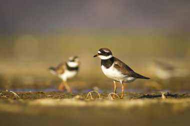 Sevimli küçük kuş. Doğa su habitat arka plan. Kuş: Küçük Halkalı Yağmurcun. Charadrius dubius.