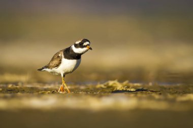 Sevimli küçük kuş. Doğa su habitat arka plan. Kuş: Küçük Halkalı Yağmurcun. Charadrius dubius.