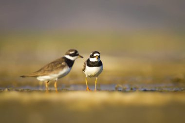 Sevimli küçük kuş. Doğa su habitat arka plan. Kuş: Küçük Halkalı Yağmurcun. Charadrius dubius.