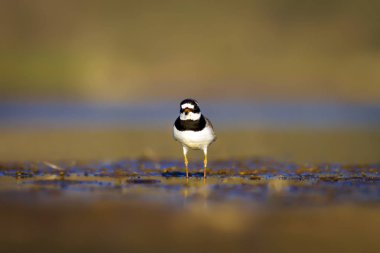 Sevimli küçük kuş. Doğa su habitat arka plan. Kuş: Küçük Halkalı Yağmurcun. Charadrius dubius.