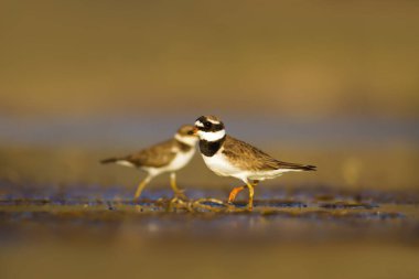 Sevimli küçük kuş. Doğa su habitat arka plan. Kuş: Küçük Halkalı Yağmurcun. Charadrius dubius.