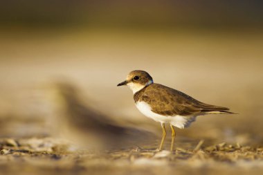 Sevimli küçük kuş. Doğa su habitat arka plan. Kuş: Küçük Halkalı Yağmurcun. Charadrius dubius.