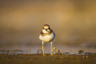 Sevimli küçük kuş. Doğa su habitat arka plan. Kuş: Küçük Halkalı Yağmurcun. Charadrius dubius.