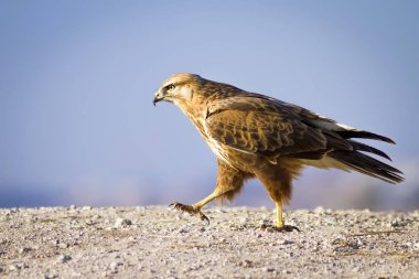 Yırtıcı kuş. Doğa arka planı. Kuş: uzun bacaklı şahin. Vahşi doğa sahnesi.